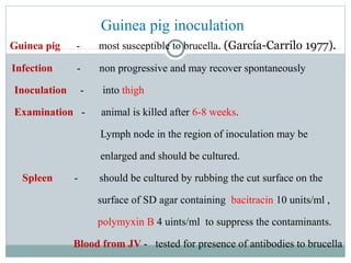 Guinea pig - most susceptible to brucella. (García-Carrilo 1977).
Infection - non progressive and may recover spontaneously
Inoculation - into thigh
Examination - animal is killed after 6-8 weeks.
Lymph node in the region of inoculation may be
enlarged and should be cultured.
Spleen - should be cultured by rubbing the cut surface on the
surface of SD agar containing bacitracin 10 units/ml ,
polymyxin B 4 uints/ml to suppress the contaminants.
Blood from JV - tested for presence of antibodies to brucella
Guinea pig inoculation
 