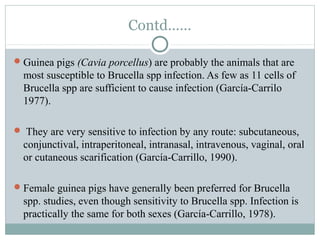 Contd……
Guinea pigs (Cavia porcellus) are probably the animals that are
most susceptible to Brucella spp infection. As few as 11 cells of
Brucella spp are sufficient to cause infection (García-Carrilo
1977).
 They are very sensitive to infection by any route: subcutaneous,
conjunctival, intraperitoneal, intranasal, intravenous, vaginal, oral
or cutaneous scarification (García-Carrillo, 1990).
Female guinea pigs have generally been preferred for Brucella
spp. studies, even though sensitivity to Brucella spp. Infection is
practically the same for both sexes (García-Carrillo, 1978).
 