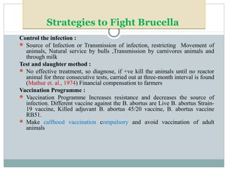 Strategies to Fight BrucellaStrategies to Fight Brucella
Control the infection :
 Source of Infection or Transmission of infection, restricting Movement of
animals, Natural service by bulls ,Transmission by carnivores animals and
through milk
Test and slaughter method :
 No effective treatment, so diagnose, if +ve kill the animals until no reactor
animal for three consecutive tests, carried out at three-month interval is found
(Mathur et. al., 1974) Financial compensation to farmers
Vaccination Programme :
 Vaccination Programme Increases resistance and decreases the source of
infection. Different vaccine against the B. abortus are Live B. abortus Strain-
19 vaccine, Killed adjuvant B. abortus 45/20 vaccine, B. abortus vaccine
RB51.
 Make calfhood vaccination compulsory and avoid vaccination of adult
animals
 