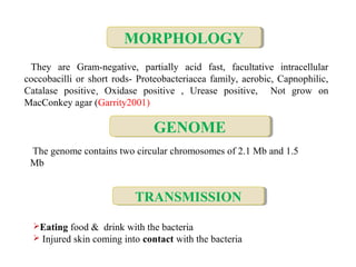 MORPHOLOGYMORPHOLOGY
GENOMEGENOME
They are Gram-negative, partially acid fast, facultative intracellular
coccobacilli or short rods- Proteobacteriacea family, aerobic, Capnophilic,
Catalase positive, Oxidase positive , Urease positive, Not grow on
MacConkey agar (Garrity2001)
The genome contains two circular chromosomes of 2.1 Mb and 1.5
Mb
Eating food & drink with the bacteria
 Injured skin coming into contact with the bacteria
TRANSMISSIONTRANSMISSION
 