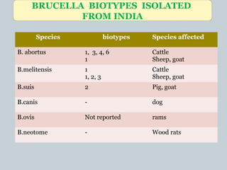 Species biotypes Species affected
B. abortus 1, 3, 4, 6
1
Cattle
Sheep, goat
B.melitensis 1
1, 2, 3
Cattle
Sheep, goat
B.suis 2 Pig, goat
B.canis - dog
B.ovis Not reported rams
B.neotome - Wood rats
BRUCELLA BIOTYPES ISOLATED
FROM INDIA
 