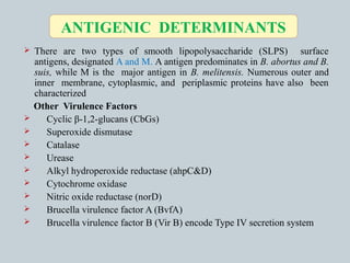  There are two types of smooth lipopolysaccharide (SLPS) surface
antigens, designated A and M. A antigen predominates in B. abortus and B.
suis, while M is the major antigen in B. melitensis. Numerous outer and
inner membrane, cytoplasmic, and periplasmic proteins have also been
characterized
Other Virulence Factors
 Cyclic β-1,2-glucans (CbGs)
 Superoxide dismutase
 Catalase
 Urease
 Alkyl hydroperoxide reductase (ahpC&D)
 Cytochrome oxidase
 Nitric oxide reductase (norD)
 Brucella virulence factor A (BvfA)
 Brucella virulence factor B (Vir B) encode Type IV secretion system
ANTIGENIC DETERMINANTS
 