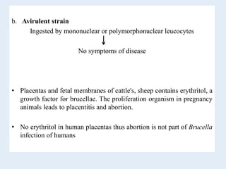 b. Avirulent strain
Ingested by mononuclear or polymorphonuclear leucocytes
No symptoms of disease
• Placentas and fetal membranes of cattle's, sheep contains erythritol, a
growth factor for brucellae. The proliferation organism in pregnancy
animals leads to placentitis and abortion.
• No erythritol in human placentas thus abortion is not part of Brucella
infection of humans
 