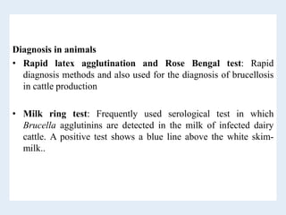 Diagnosis in animals
• Rapid latex agglutination and Rose Bengal test: Rapid
diagnosis methods and also used for the diagnosis of brucellosis
in cattle production
• Milk ring test: Frequently used serological test in which
Brucella agglutinins are detected in the milk of infected dairy
cattle. A positive test shows a blue line above the white skim-
milk..
 
