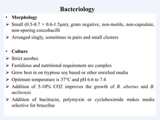 Bacteriology
• Morphology
 Small (0.5-0.7 × 0.6-1.5μm), gram negative, non-motile, non-capsulate,
non-sporing coccobacilli
 Arranged singly, sometimes in pairs and small clusters
• Culture
 Strict aerobes
 Fastidious and nutritional requirement are complex
 Grow best in on tryptose soy based or other enriched media
 Optimum temperature is 37°C and pH 6.6 to 7.4
 Addition of 5-10% CO2 improves the growth of B. abortus and B.
melitensis
 Addition of bacitracin, polymyxin or cycloheximide makes media
selective for brucellae
 