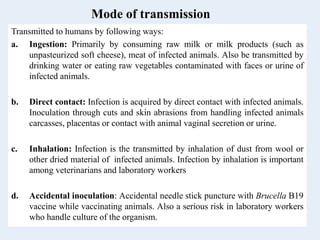 Mode of transmission
Transmitted to humans by following ways:
a. Ingestion: Primarily by consuming raw milk or milk products (such as
unpasteurized soft cheese), meat of infected animals. Also be transmitted by
drinking water or eating raw vegetables contaminated with faces or urine of
infected animals.
b. Direct contact: Infection is acquired by direct contact with infected animals.
Inoculation through cuts and skin abrasions from handling infected animals
carcasses, placentas or contact with animal vaginal secretion or urine.
c. Inhalation: Infection is the transmitted by inhalation of dust from wool or
other dried material of infected animals. Infection by inhalation is important
among veterinarians and laboratory workers
d. Accidental inoculation: Accidental needle stick puncture with Brucella B19
vaccine while vaccinating animals. Also a serious risk in laboratory workers
who handle culture of the organism.
 