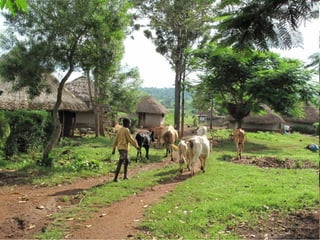 A framework for understanding zoonoses at the livestock-human interface in western Kenya