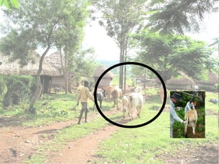 A framework for understanding zoonoses at the livestock-human interface in western Kenya