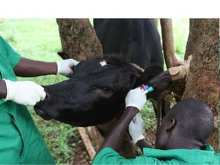 A framework for understanding zoonoses at the livestock-human interface in western Kenya