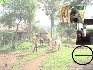 A framework for understanding zoonoses at the livestock-human interface in western Kenya