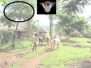 A framework for understanding zoonoses at the livestock-human interface in western Kenya