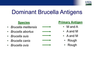 Differential diagnosis of brucellosis serologic reactions