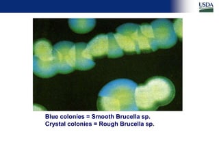 Differential diagnosis of brucellosis serologic reactions