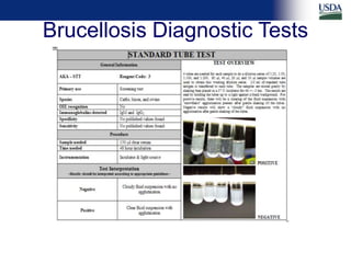 Differential diagnosis of brucellosis serologic reactions