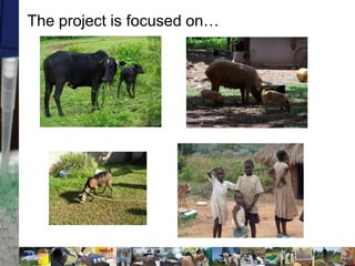 Two stories on brucellosis in Kenya