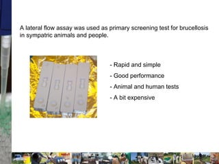 Two stories on brucellosis in Kenya