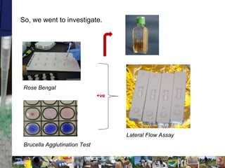 Two stories on brucellosis in Kenya