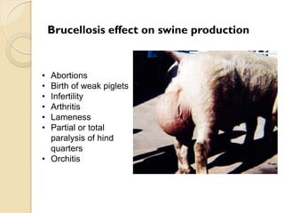 Brucellosis in humans and livestock in Uganda: Challenges and opportunities