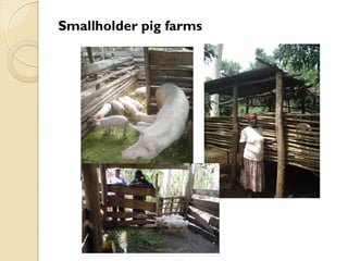 Brucellosis in humans and livestock in Uganda: Challenges and opportunities