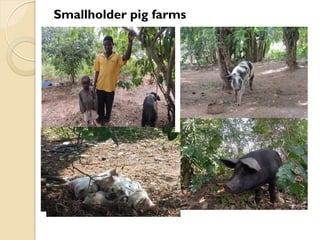 Brucellosis in humans and livestock in Uganda: Challenges and opportunities