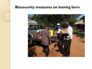 Brucellosis in humans and livestock in Uganda: Challenges and opportunities