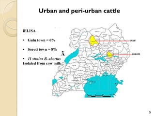Brucellosis in humans and livestock in Uganda: Challenges and opportunities