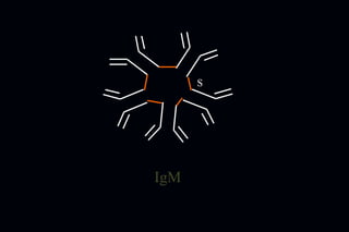 IgM
S
 