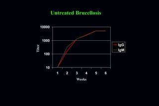 10
100
1000
10000
1 2 3 4 5 6
Weeks
Titer
IgG
IgM
Untreated Brucellosis
 