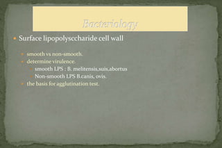  Surface lipopolysccharide cell wall
 smooth vs non-smooth.
 determine virulence.
 smooth LPS : B. melitensis,suis,abortus
 Non-smooth LPS B.canis, ovis.
 the basis for agglutination test.
 