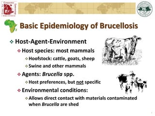 Epidemiology of brucellosis in ruminants: the basics and dynamics of the disease
