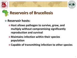 Epidemiology of brucellosis in ruminants: the basics and dynamics of the disease