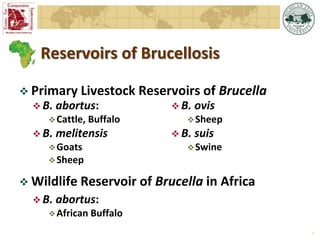 Epidemiology of brucellosis in ruminants: the basics and dynamics of the disease