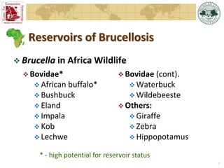 Epidemiology of brucellosis in ruminants: the basics and dynamics of the disease