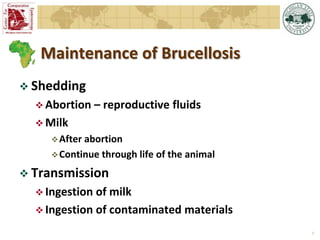 Epidemiology of brucellosis in ruminants: the basics and dynamics of the disease