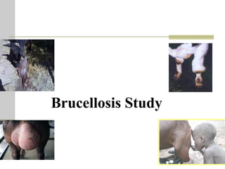 One Health units and brucellosis in Kenya