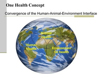 One Health units and brucellosis in Kenya