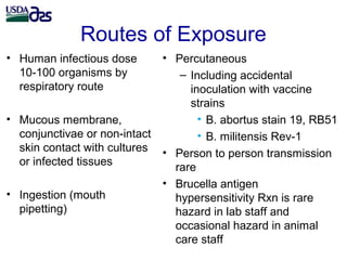 Laboratory biosafety and biosecurity issues related to Brucella ...