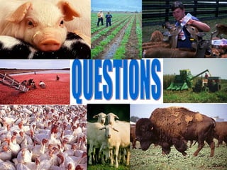 Laboratory biosafety and biosecurity issues related to Brucella research and diagnostics