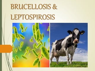 BRUCELLOSIS &
LEPTOSPIROSIS
 