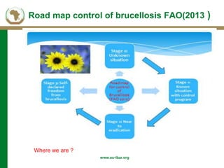 Background of AU-IBAR and brucellosis: Past, present and future in Middle and East (Africa)