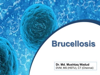 Brucellosis
Dr. Md. Mushtaq Wadud
DVM, MS (HSTU), CT (Chennai)
 