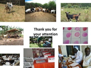 Prevalence of antibodies against Brucella among breeding goats in relation to source: A case study in Mbarara District, South Western Uganda