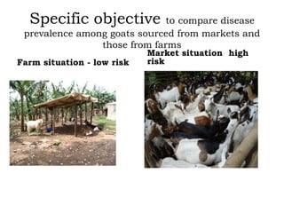Prevalence of antibodies against Brucella among breeding goats in relation to source: A case study in Mbarara District, South Western Uganda