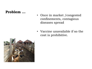 Prevalence of antibodies against Brucella among breeding goats in relation to source: A case study in Mbarara District, South Western Uganda
