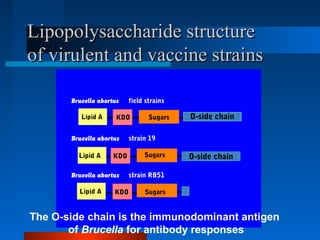 Beneficial approaches for controlling brucellosis