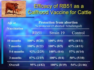 Overview of research in the USDA Infectious Bacterial Diseases Unit