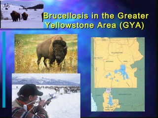 Overview of research in the USDA Infectious Bacterial Diseases Unit