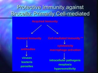 Overview of large animal brucellosis control strategies