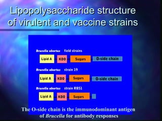 Overview of large animal brucellosis control strategies