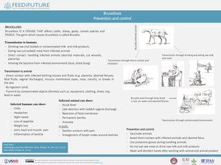 Brucellosis
Prevention and control
BRUCELLOSIS
Brucellosis IS A DISEASE THAT affects cattle, sheep, goats, camels species and
PEOPLE. The germ which causes brucellosis is called Brucella.
Transmission to humans
- Drinking raw (not boiled) or contaminated milk and milk products
- Eating raw (uncooked) meat from infected animals
- Direct contact- handling infected animals (aborted materials, cut wounds,
placenta)
- Inhaling the bacteria from infected environment (dust, dried dung)
Infected humans can show:
- Chills
- Headaches
- Night sweat
- Loss of appetite
- Weight loss
- Joint, back and muscle pain
- Inflammation of testicle
Infected animal can show:
- Acute fever
- Late abortion with reddish vaginal discharge
- Retention of fetal membrane
- Permanent sterility
- Anorexia
In bulls:
- Swollen scrotum with pain
- Enlargement of lymph nodes around testicles
Prevention and control
- Vaccinate animals
- Avoid direct contact with infected animals and aborted fetus
- Use protective gloves during handling animals
- Do not eat raw meat or drink raw milk and milk products
- Wash and disinfect hands after working with animal and animal product
Hiwot Desta
h.desta@cgiar.org ● Box 5689 Addis Ababa Ethiopia ● +251 116 17 22 23
Addis Ababa Ethiopia ● ilri.org
Transmission through contaminated environment
Transmission through direct contact and
inhalation
Brucella shed through body fluids
in soil, air, water and aborted fetuses
Transmission through drinking and eating raw milk
and meat
BrucellaInfectedanimal
Transmission to animal
- Direct contact with infected birthing tissues and fluids (e.g. placenta, aborted fetuses,
fetal fluids, vaginal discharges), mucous membranes (eyes, nose, mouth), or breaks in
the skin
- By ingestion (oral)
- Transmit by contaminated objects (fomites) such as, equipment, clothing, shoes, hay,
feed or water
This poster is licensed for use under the Creative Commons Attribution 4.0 International Licence (September 2018)
ILRI thanks all donors and organizations which globally support its work through their contributions to the CGIAR Trust Fund
 